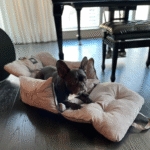 Dog Car Seat for Medium Dogs – Safe Travel Bed for Small & Medium Pets, 25–40 lbs, with Clip-On Leash, Storage Pockets, Water-Resistant & Machine Washable,Color can be customized - Image 3